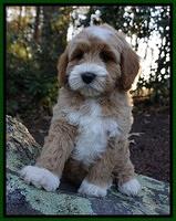 Ellie Blaze pups 8 wks old 2 106