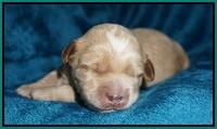 Ellie Blaze pups 1 wk old 161