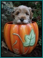 Ellie Blaze pups 4 wks old 191