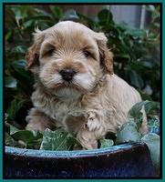 Ellie Blaze pups 4 wks old 221