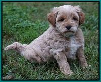 Ellie Blaze pups 5 wks old 261