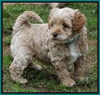 Ellie Blaze pups 5 wks old 271