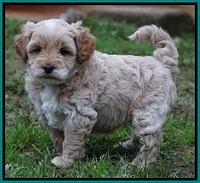 Ellie Blaze pups 5 wks old 291
