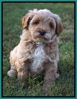 Ellie Blaze pups 6 wks old 231