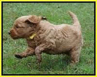 Ellie Blaze pups 5 wks old 331