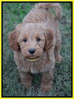 Ellie Blaze pups 7 wks old 2 087