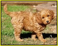 Ellie Blaze pups 7 wks old 271