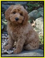 Ellie Blaze pups 8 wks old 1 054