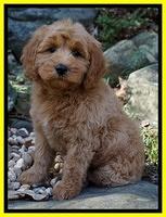 Ellie Blaze pups 8 wks old 1 059