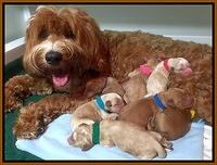 Ellie Blaze newborn pups 2