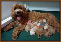 Ellie Newborn litter 2 009