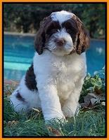 Individual puppy photo gallery