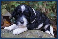 Paris Dempsey pups 3 wks old 61