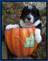 Paris Dempsey pups 4 wks old 51