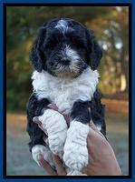 Paris Dempsey pups 5 wks old faces 11