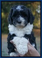 Paris Dempsey pups 5 wks old faces 21
