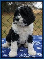 Paris Dempsey pups 6 wks old 1 013