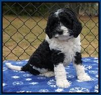 Paris Dempsey pups 6 wks old 1 019