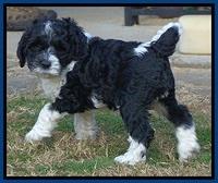 Paris Dempsey pups 7 wks old 81