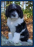 Paris Dempsey pups 8 wks old 1 017