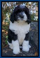 Paris Dempsey pups 8 wks old 1 026