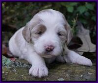 Paris Dempsey pups 3 wks old 101