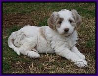 Paris Dempsey pups 6 wks old 15100