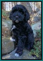 McSeveney family: Nola Roux