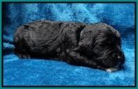 Paris Dempsey pups 2 wks old 91