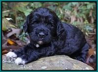 Paris Dempsey pups 3 wks old 121