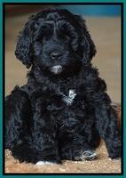 Paris Dempsey pups 7 wks old 151