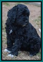 Paris Dempsey pups 7 wks old 161
