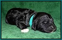 Paris Dempsey pups one wk old 12100