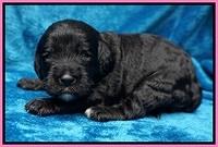 Paris Dempsey pups 2 wks old 11