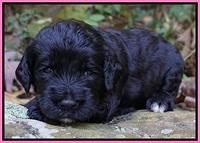 Paris Dempsey pups 3 wks old 31