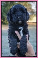 Paris Dempsey pups 5 wks old faces 41