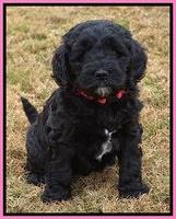 Paris Dempsey pups 6 wks old 11100