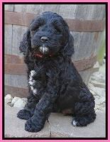Paris Dempsey pups 7 weeks old 2 004