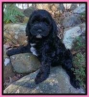 Paris Dempsey pups 8 wks old 3 003