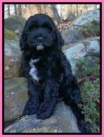 Paris Dempsey pups 8 wks old 3 006