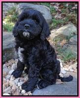 Paris Dempsey pups 8 wks old 3 030