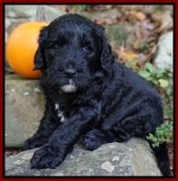 Paris Dempsey pups 4 wks old 181