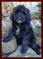 Paris Dempsey pups 8 wks old 2 010