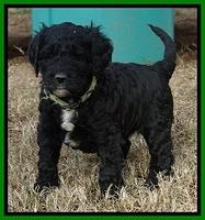 Paris Dempsey pups 5 wks old 2 023