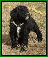 Paris Dempsey pups 5 wks old 271
