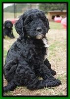 Paris Dempsey pups 6 wks old 33100