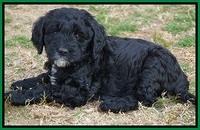 Paris Dempsey pups 7 wks old 251