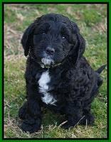 Paris Dempsey pups 7 wks old 271
