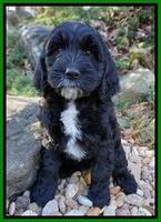 Paris Dempsey pups 8 wks old lime 009