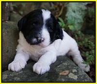 Paris Dempsey pups 3 wks old 241